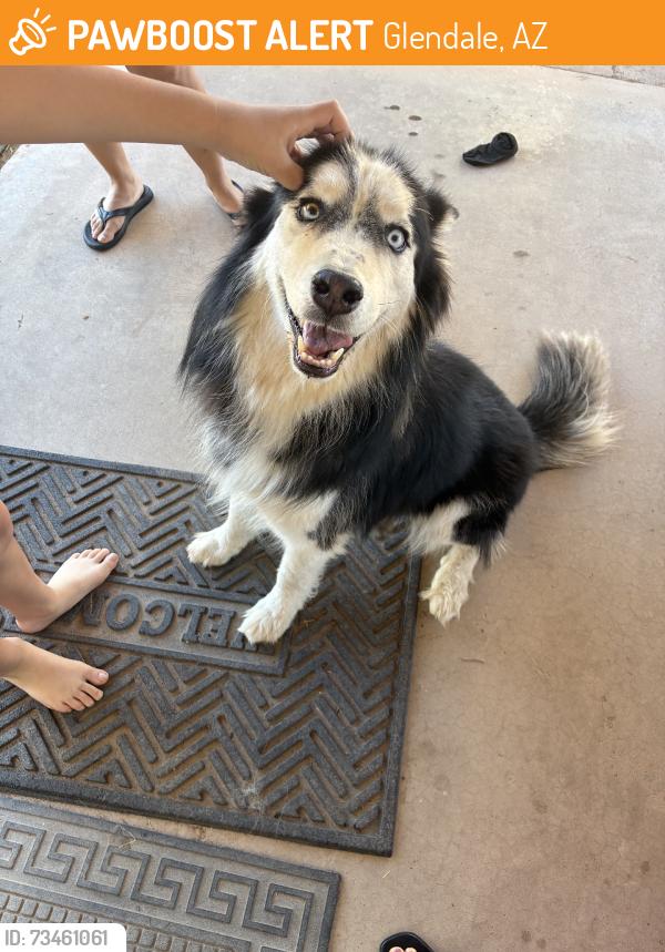 Found/Stray Male Dog last seen Bethany home Rd and 45th ave, Glendale, AZ 85051