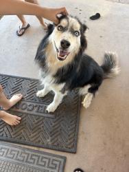 Found/Stray Male Dog last seen Bethany home Rd and 45th ave, Glendale, AZ 85051