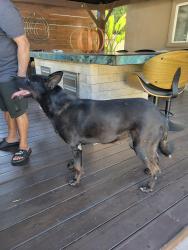 Found/Stray Female Dog last seen Normington Dr and W el camino, Sacramento, CA 95833