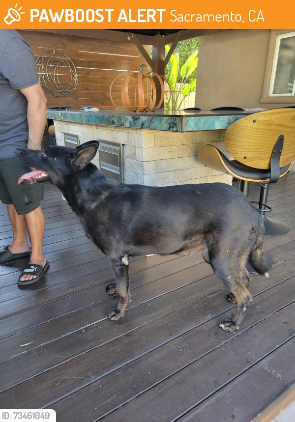 Found/Stray Female Dog last seen Normington Dr and W el camino, Sacramento, CA 95833