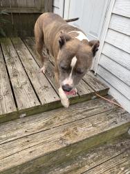 Reunited Female Dog last seen Kay Avenue Chesapeake VA, Chesapeake, VA 23324