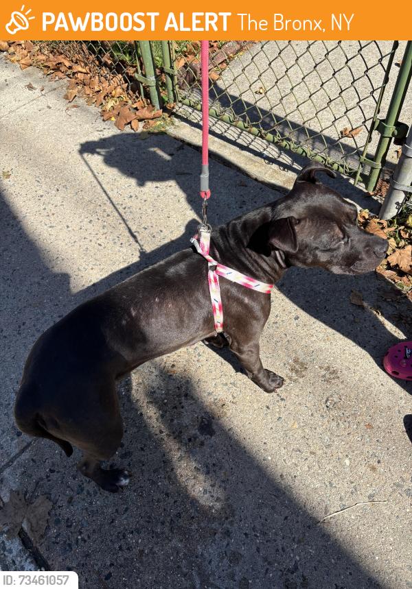 Found/Stray Female Dog last seen Katonah Ave / McLean Ave, The Bronx, NY 10470