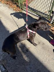 Found/Stray Female Dog last seen Katonah Ave / McLean Ave, The Bronx, NY 10470