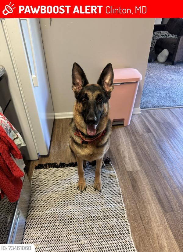 Lost Male Dog last seen Old branch ave, Clinton, MD 20735