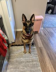 Lost Male Dog last seen Old branch ave, Clinton, MD 20735