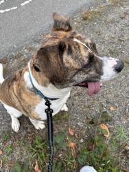 Found/Stray Male Dog last seen Matt Boulevard and South Avenue, Snohomish County, WA 98203