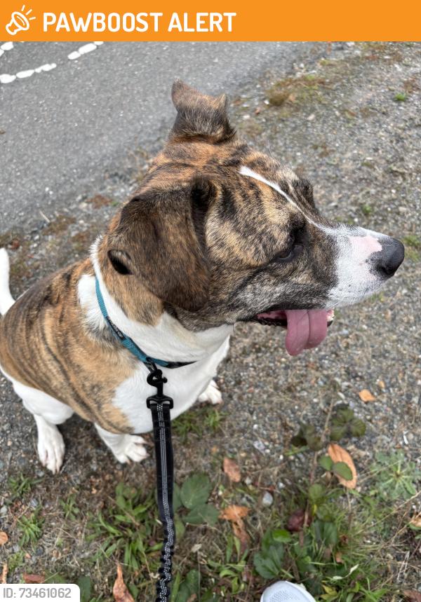 Found/Stray Male Dog last seen Matt Boulevard and South Avenue, Snohomish County, WA 98203