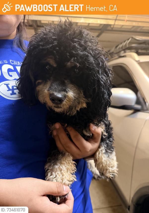 Found/Stray Male Dog last seen Wildrye Ct, Hemet, CA 92543