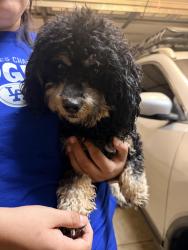 Found/Stray Male Dog last seen Wildrye Ct, Hemet, CA 92543