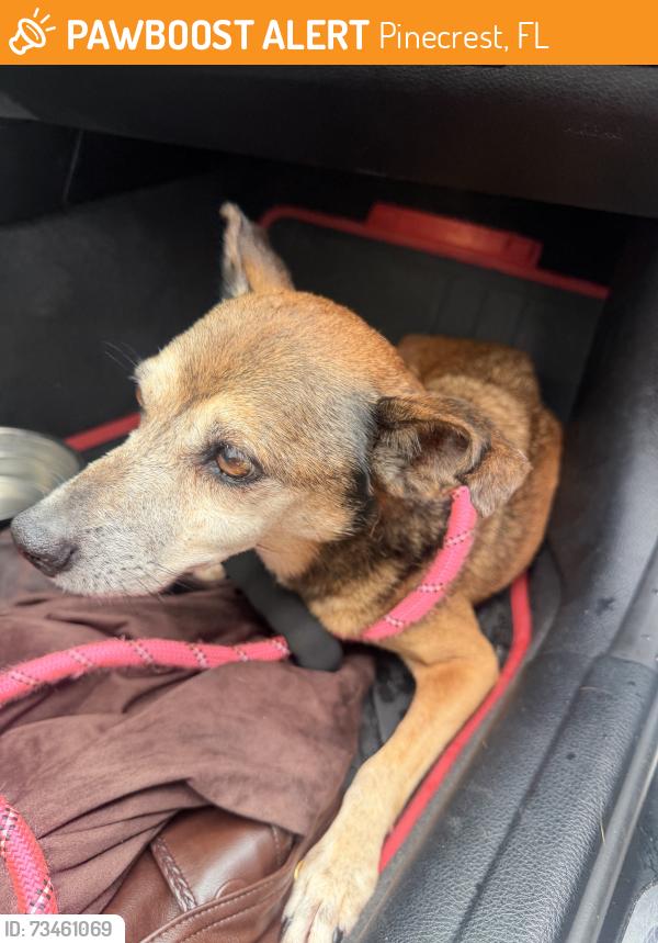 Found/Stray Male Dog last seen Along Old Cutler Road and 67th Avenue in Pinecrest at the new roundabout about to get struck by a vehicle, Pinecrest, FL 33156