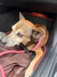 Found/Stray Male Dog last seen Along Old Cutler Road and 67th Avenue in Pinecrest at the new roundabout about to get struck by a vehicle, Pinecrest, FL 33156