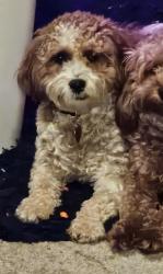 Reunited Female Dog last seen Near blair, Saint Paul, MN 55104