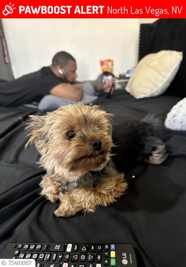 Lost Male Dog last seen Simmons and gowan, North Las Vegas, NV 89032