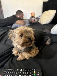 Lost Male Dog last seen Simmons and gowan, North Las Vegas, NV 89032