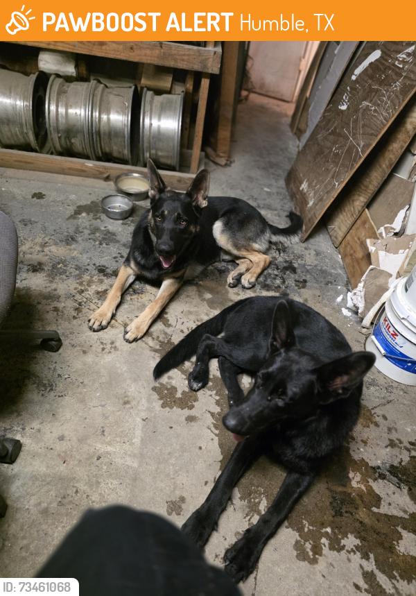 Found/Stray Male Dog last seen Old Humble Rd and Smith Road, Humble, TX 77396