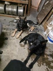 Found/Stray Male Dog last seen Old Humble Rd and Smith Road, Humble, TX 77396