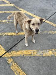 Found/Stray Unknown Dog last seen Grand Ave. Bacliff, TX, Bacliff, TX 77518