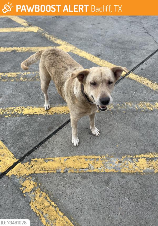 Found/Stray Unknown Dog last seen Grand Ave. Bacliff, TX, Bacliff, TX 77518