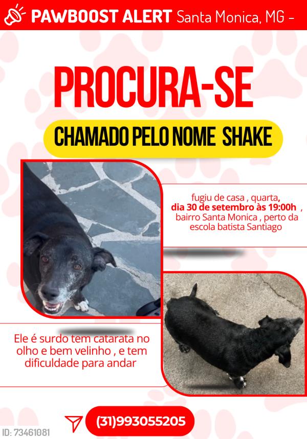 Lost Male Dog last seen Rua Cleber Soares Andrade, Santa Monica, MG 31525-390