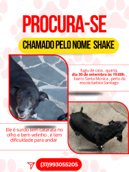 Lost Male Dog last seen Rua Cleber Soares Andrade, Santa Monica, MG 31525-390