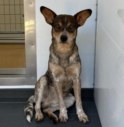 Shelter Stray Male Dog last seen E ST AND 4TH ST, 333 Chandler Pl, San Bernardino, CA 92408, USA