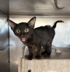 Shelter Stray Male Cat last seen BASELINE ST & N WATERMAN AVE, SAN BERNARDINO, CA, 92410, USA, 333 Chandler Pl, San Bernardino, CA 92408, USA