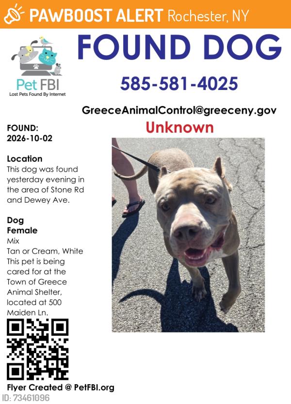 Found/Stray Female Dog last seen Dewey Ave/Stone Rd, Rochester, NY 14616