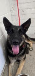 Shelter Stray Male Dog last seen Near BLOCK N MULBERRY AVE, 333 Chandler Pl, San Bernardino, CA 92408, USA