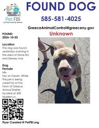 Found/Stray Female Dog last seen Dewey Ave/Stone Rd, Rochester, NY 14616
