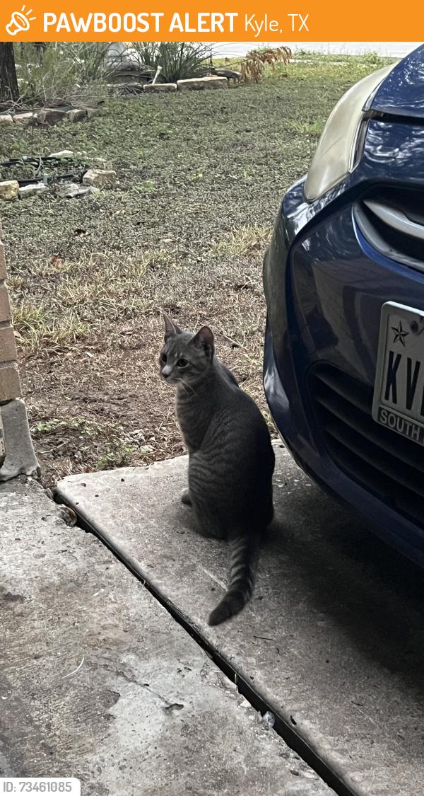 Found/Stray Male Cat last seen Walked into my garage and didn’t leave, Kyle, TX 78640