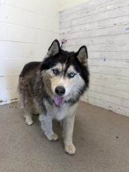 Shelter Stray Male Dog last seen , 333 Chandler Pl, San Bernardino, CA 92408, USA