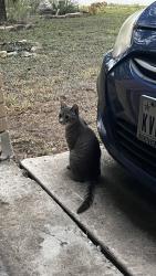 Found/Stray Male Cat last seen Walked into my garage and didn’t leave, Kyle, TX 78640