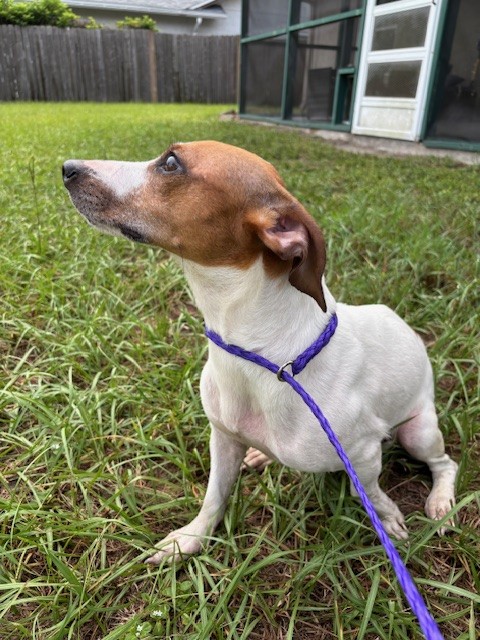 Shelter Stray Female Dog last seen RED BUG LK RD & SR 436, 232 Eslinger Way, Sanford, FL 32773, USA