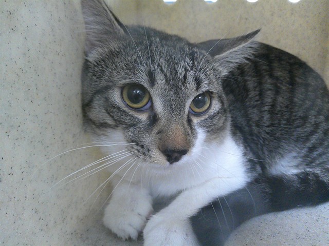 Shelter Stray Male Cat last seen MISTER CAR WASH@RED BUG/WS, 232 Eslinger Way, Sanford, FL 32773, USA