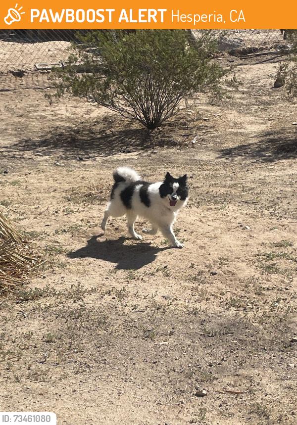 Found/Stray Male Dog last seen Found by Hesperia Lakes. Wearing a denim Wrangler collar. Boy dog, Pomeranian with a mix., Hesperia, CA 92340