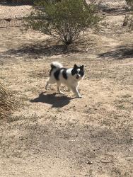 Found/Stray Male Dog last seen Found by Hesperia Lakes. Wearing a denim Wrangler collar. Boy dog, Pomeranian with a mix., Hesperia, CA 92340