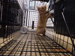 Shelter Stray Male Cat last seen WENTZVILLE, 4850 Mid Rivers Mall Dr, St Peters, MO 63376, USA