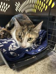 Shelter Stray Female Cat last seen , 4710 TX-151, San Antonio, TX 78227, USA