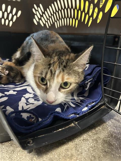 Shelter Stray Female Cat last seen , 4710 TX-151, San Antonio, TX 78227, USA