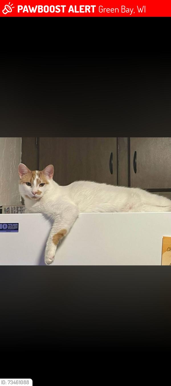 Lost Male Cat last seen by taco burrito mexico on the corner of s clay st and doty st, Green Bay, WI 54301