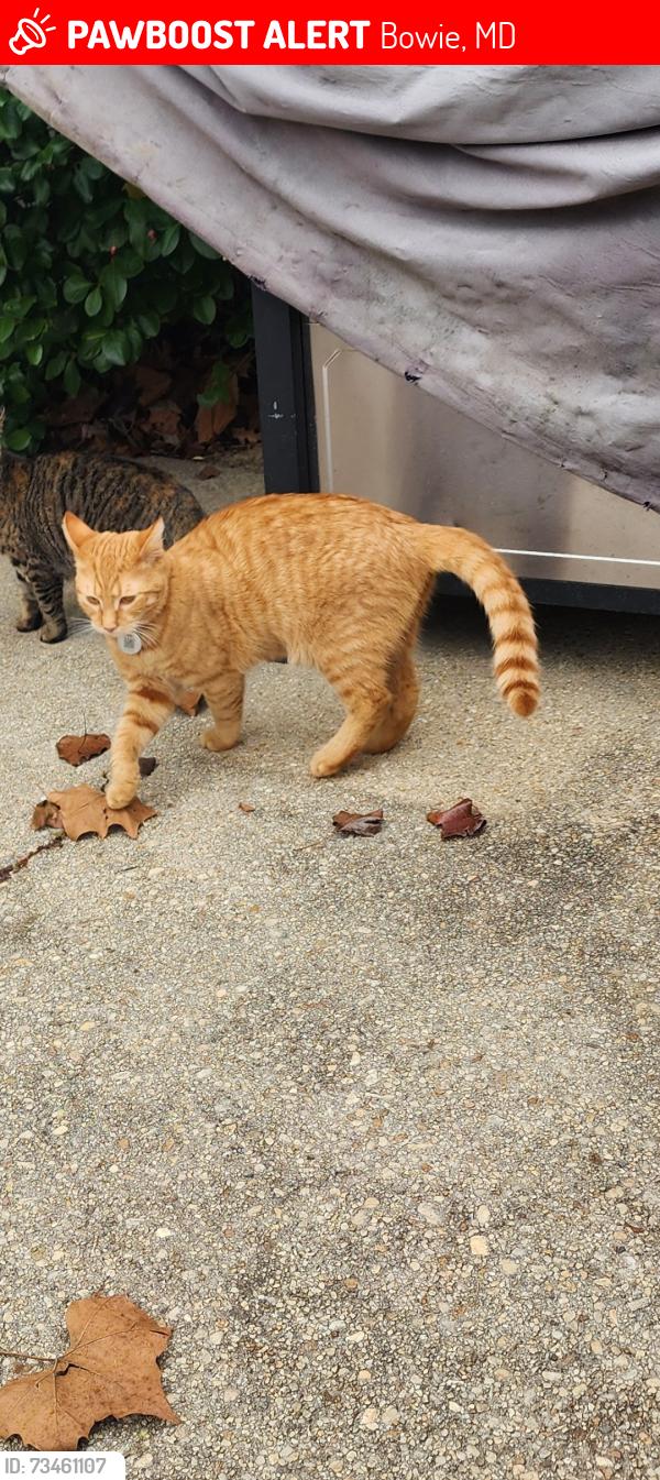 Lost Male Cat last seen Winchester Lane Bowie MD, Bowie, MD 20715
