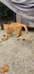 Lost Male Cat last seen Winchester Lane Bowie MD, Bowie, MD 20715
