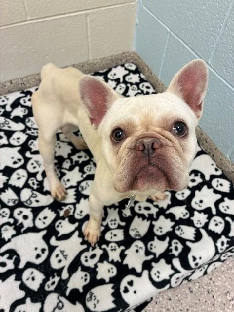 Shelter Stray Female Dog last seen Near BLOCK ONEIDA, 12155 Park Blvd, Brighton, CO 80601, USA