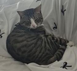 Lost Male Cat last seen Orwell Housing Association and Horley Spiritualist Church, Suffolk, England IP2 0BG