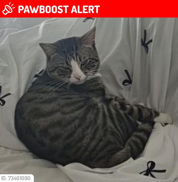 Lost Male Cat last seen Orwell Housing Association and Horley Spiritualist Church, Suffolk, England IP2 0BG