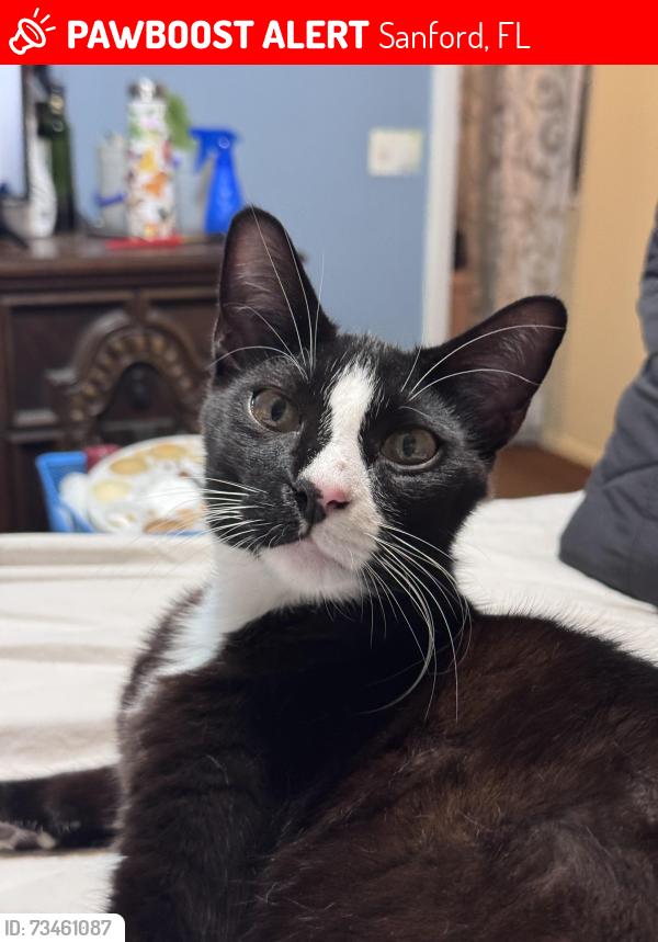 Lost Male Cat last seen Pine way Sanford fl, Sanford, FL 32773