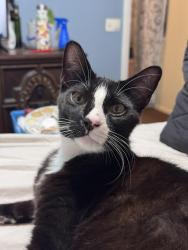 Lost Male Cat last seen Pine way Sanford fl, Sanford, FL 32773