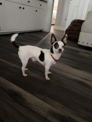 Found/Stray Male Dog last seen sagepark ln, Houston, TX 77089