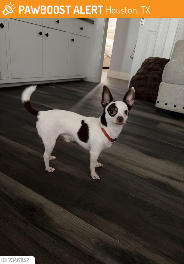 Found/Stray Male Dog last seen sagepark ln, Houston, TX 77089