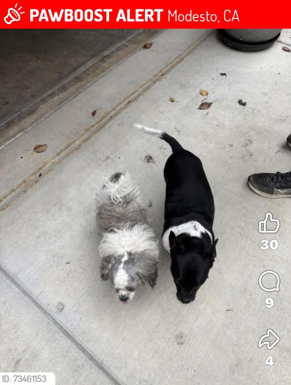 Lost Male Dog last seen Lakewood Ave, Modesto, CA 95355